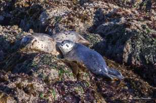 Mother seal and pup-3903.jpg Mother seal and pup-3903.jpg